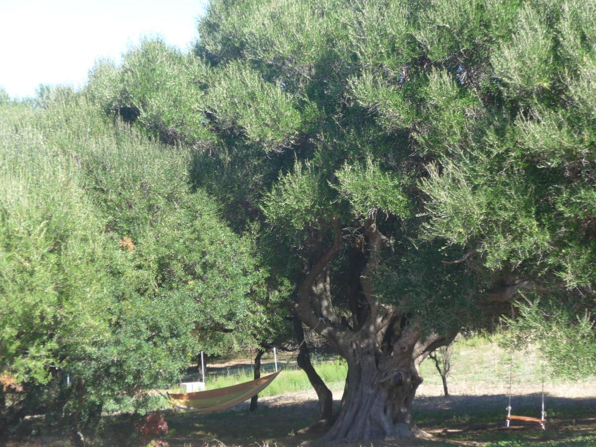 Agriturismo Gli Olivastri -Appartamento Bel Vedere Con Piscina ,Solarium E Vista Mare,Climatizzatore ,Wifi アリエントゥ エクステリア 写真
